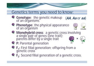 Genetics terms you need to know:
Genotype: the genetic makeup (AA, Aa or aa)
of an organisms
Phenotype: the physical appearance
of an organism
Monohybrid cross: a genetic cross involving
a single pair of genes (one trait);
parents differ by a single trait
P: Parental generation
F1: First filial generation; offspring from a
genetic cross
F2: Second filial generation of a genetic cross.

 