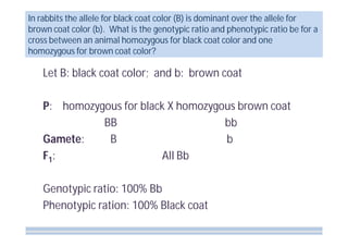 In rabbits the allele for black coat color (B) is dominant over the allele for
brown coat color (b). What is the genotypic ratio and phenotypic ratio be for a
cross between an animal homozygous for black coat color and one
homozygous for brown coat color?

Let B: black coat color; and b: brown coat
P: homozygous for black X homozygous brown coat
BB
bb
Gamete:
B
b
F1 :
All Bb
Genotypic ratio: 100% Bb
Phenotypic ration: 100% Black coat

 