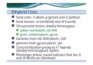 Dihybrid Cross
Seed color: 2 alleles g (green) and G (yellow),
Seed texture: w (wrinkled) and W (round)
The parental strains, doubly homozygous
yellow, round plants: GG WW
green, wrinkled plants: gg ww

Gametes from GG WW plants: GW
gametes from gg ww plants: gw
Cross-fertilization produces F1 hybrids
(doubly heterozygous) GgWw
Phenotype yellow, round indicates that the G
and W alleles are dominant.

 