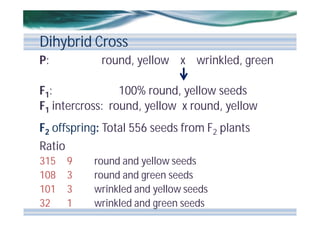 Dihybrid Cross
P:

round, yellow x wrinkled, green

F1:
100% round, yellow seeds
F1 intercross: round, yellow x round, yellow
F2 offspring: Total 556 seeds from F2 plants
Ratio
315
108
101
32

9
3
3
1

round and yellow seeds
round and green seeds
wrinkled and yellow seeds
wrinkled and green seeds

 