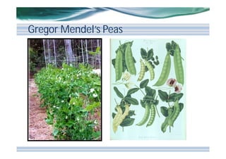 Gregor Mendel’s Peas

 