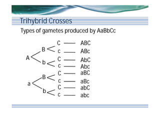 Trihybrid Crosses
Types of gametes produced by AaBbCc
B
A

b
B

a
b

C
c
C
c
C
c
C
c

ABC
ABc
AbC
Abc
aBC
aBc
abC
abc

 