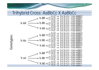 Trihybrid Cross: AaBbCc X AaBbCc
¼ BB
¼ AA

½ Bb

Genotypes:

¼ bb
¼ BB
½ Aa

½ Bb
¼ bb
¼ BB

¼ aa

½ Bb
¼ bb

¼ CC
½ Cc
¼ cc
¼ CC
½ Cc
¼ cc
¼ CC
½ Cc
¼ cc
¼ CC
½ Cc
¼ cc
¼ CC
½ Cc
¼ cc
¼ CC
½ Cc
¼ cc
¼ CC
½ Cc
¼ cc
¼ CC
½ Cc
¼ cc
¼ CC
½ Cc
¼ cc

¼ x ¼ x ¼ = 1/64 AABBCC
¼ x ¼ x ½ = 2/64 AABBCc
¼ x ¼ x ¼ = 1/64 AABBcc
¼ x ½ x ¼ = 2/64 AABbCC
¼ x ½ x ½ = 4/64 AABbCc
¼ x ½ x ¼ = 2/64 AABbcc
¼ x ¼ x ¼ = 1/64 AAbbCC
¼ x ¼ x ½ = 2/64 AAbbCc
¼ x ¼ x ¼ = 1/64 AAbbcc
¼ x ¼ x ¼ = 1/64 AABBCC
¼ x ¼ x ½ = 2/64 AABBCc
¼ x ¼ x ¼ = 1/64 AABBcc
¼ x ½ x ¼ = 2/64 AABbCC
¼ x ½ x ½ = 4/64 AABbCc
¼ x ½ x ¼ = 2/64 AABbcc
¼ x ¼ x ¼ = 1/64 AAbbCC
¼ x ¼ x ½ = 2/64 AAbbCc
¼ x ¼ x ¼ = 1/64 AAbbcc
¼ x ¼ x ¼ = 1/64 aaBBCC
¼ x ¼ x ½ = 2/64 aaBBCc
¼ x ¼ x ¼ = 1/64 aaBBcc
¼ x ½ x ¼ = 2/64 aaBbCC
¼ x ½ x ½ = 4/64 aaBbCc
¼ x ½ x ¼ = 2/64 aaBbcc
¼ x ¼ x ¼ = 1/64 aabbCC
¼ x ¼ x ½ = 2/64 aabbCc
¼ x ¼ x ¼ = 1/64 aabbcc

 