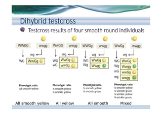 Dihybrid testcross
Testcross results of four smooth round individuals
WwGG

WWGG
WWGG
xsx

wwgg
wg

WG

WwGg

WwGG
x

wwgg

wg
WG WwGg
wG wwGg

WWGg
WWGg
x

wwgg

wg
WG WwGg
Wg Wwgg

WwGg
WwGg
x

wwgg

wg
WG WwGg
Wg Wwgg
wG wwGg
wg wwgg

Phenotypic ratio
All smooth yellow

All smooth yellow

Phenotypic ratio
½ smooth yellow
½ wrinkle yellow

All yellow

Phenotypic ratio
½ smooth yellow
½ smooth green

All smooth

Phenotypic ratio
¼ smooth yellow
¼ smooth green
¼ wrinkle yellow
¼ wrinkle green

Mixed

 