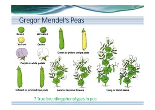Gregor Mendel’s Peas

7 True-breeding phenotypes in pea

 