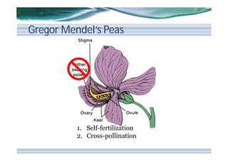 Gregor Mendel’s Peas

1. Self-fertilization
2. Cross-pollination

 