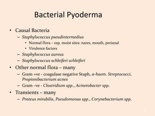 Pyoderma Bacterial Infection A for Apoquel | PPTX