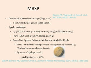 cephalexin and apoquel