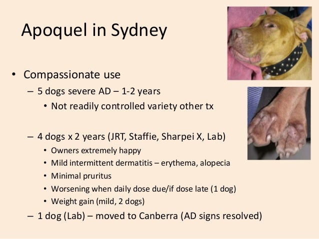 side effects from apoquel in dogs
