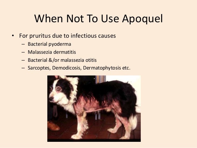 apoquel dosage for dogs a for apoquel apoquel dosage for dogs a for apoquel