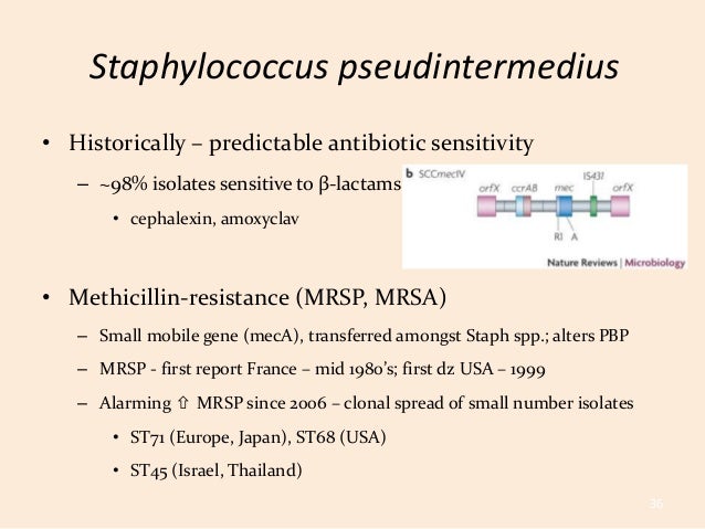 cephalexin and apoquel