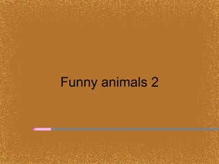 Funny animals 2 