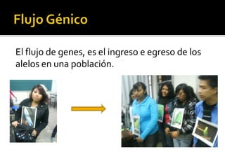 El flujo de genes, es el ingreso e egreso de los
alelos en una población.
 