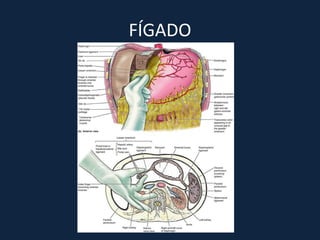 FÍGADO
 