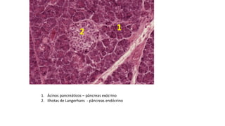 12
1. Ácinos pancreáticos – pâncreas exócrino
2. Ilhotas de Langerhans - pâncreas endócrino
 