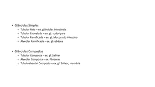 • Glândulas Simples
• Tubular Reta – ex. glândulas intestinais
• Tubular Enovelada – ex. gl. sudorípara
• Tubular Ramificada – ex. gl. Mucosa do intestino
• Alveolar Ramificada – ex. gl sebácea
• Glândulas Compostas
• Tubular Composta – ex. gl. Salivar
• Alveolar Composta – ex. Pâncreas
• Tubuloalveolar Composta – ex. gl. Salivar, mamária
 