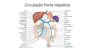 Circulação Porta-Hepática
 