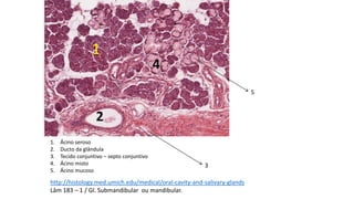 1. Ácino seroso
2. Ducto da glândula
3. Tecido conjuntivo – septo conjuntivo
4. Ácino misto
5. Ácino mucoso
1
3
2
4
5
http://histology.med.umich.edu/medical/oral-cavity-and-salivary-glands
Lâm 183 – 1 / Gl. Submandibular ou mandibular.
 