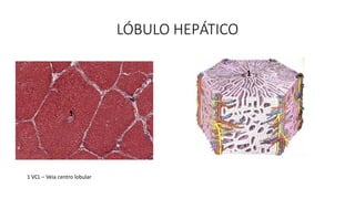 LÓBULO HEPÁTICO
1
1 VCL – Veia centro lobular
1
 