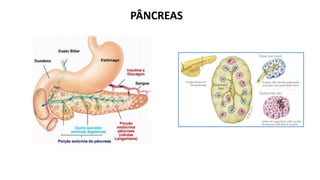 PÂNCREAS
 