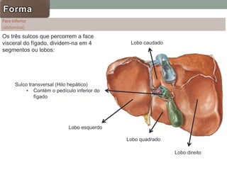 Forma
Sulco transversal (Hilo hepático)
• Contém o pedículo inferior do
fígado
Lobo esquerdo
Lobo quadrado
Lobo direito
Lobo caudado
Os três sulcos que percorrem a face
visceral do fígado, dividem-na em 4
segmentos ou lobos:
 