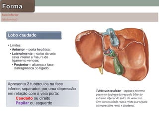 Lobo caudado
• Limites:
• Anterior – porta hepática;
• Lateralmente – sulco da veia
cava inferior e fissura do
ligamento venoso;
• Posterior – alcança a face
diafragmática do fígado.
Tubérculo caudado – separa o extremo
posterior da fossa da vesícula biliar do
extremo inferior do sulco da veia cava.
Tem continuidade com a crista que separa
as impressões renal e duodenal.
Apresenta 2 tubérculos na face
inferior, separados por uma depressão
em relação com a veia porta:
Caudado ou direito
Papilar ou esquerdo
Forma
 