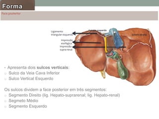 • Apresenta dois sulcos verticais:
o Sulco da Veia Cava Inferior
o Sulco Vertical Esquerdo
Os sulcos dividem a face posterior em três segmentos:
o Segmento Direito (lig. Hepato-suprarenal; lig. Hepato-renal)
o Segmeto Médio
o Segmento Esquerdo
Forma
Goteira direita
Ligamento
triangular esquerdo
Impressão
esofágica
Goteira esquerda
Impressão
supra-renal
 
