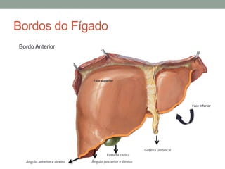 Bordos do Fígado
Bordo Anterior
Face inferior
Face superior
Goteira umbilical
Fosseta cística
Ângulo posterior e direitoÂngulo anterior e direito
 