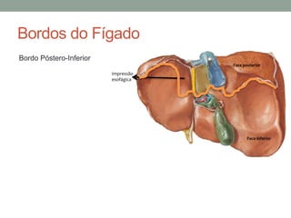 Bordos do Fígado
Face inferior
Impressão
esofágica
Face posterior
Bordo Póstero-Inferior
 