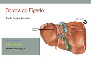 Bordos do Fígado
Bordo Póstero-Superior
Face posterior
Face superior
Impressão
esofágica
o Goteira da veia cava;
o Canal de Arantius;
o Impressão esofágica.
 