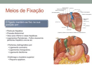 Meios de Fixação
O fígado mantém-se fixo na sua
posição por:
• Pedículo Hepático
• Pressão Abdominal
• Veia cava inferior e veias hepáticas
• Ligamentos Periotenais - Folha visceral do
peritoneu hepático une-se ao:
• Peritoneu diafragmático por:
• Ligamento coronário;
• Ligamentos triangulares;
• Ligamento falciforme
• Estômago e duodeno superior:
• Pequeno epiploon.
 