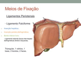 Meios de Fixação
Ligamentos Periotenais
• Ligamento Falciforme
o Inserção hepática;
o Inserção parieto-diafragmática;
o Bordo inferior livre:
- Ligamento redondo (locas inter-hepato-
diafragmáticas direita e esquerda).
Triangular, 1 vértice, 1
base, 2 bordos, 2 faces.
 