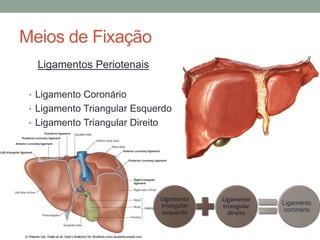 Meios de Fixação
Ligamentos Periotenais
• Ligamento Coronário
• Ligamento Triangular Esquerdo
• Ligamento Triangular Direito
Ligamento
triangular
esquerdo
Ligamento
triangular
direito
Ligamento
coronário
 