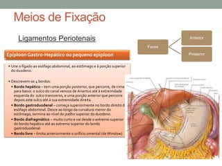 Meios de Fixação
Ligamentos Periotenais
EpíploonGastro-Hepático ou pequeno epiploon
• Une o fígado ao esófago abdominal, ao estômago e à porção superior
do duodeno.
• Descrevem-se 4 bordos:
• Bordo hepático – tem uma porção posterior, que percorre, de cima
para baixo: o sulco do canal venoso de Ariantus até à extremidade
esquerda do sulco transverso, e uma porção anterior que percorre
depois este sulco até á sua extremidade direita.
• Bordo gastroduodenal – começa superiormente no bordo direito do
esófago abdominal. Desce ao longo da curvatura menor do
estômago, termina ao nível do joelho superior do duodeno.
• Bordo diafragmático – muito curto e vai desde o extremo superior
do bordo hepático até ao extremo superior do bordo
gastroduodenal.
• Bordo livre – limita anteriormente o orifício omental (de Winslow)
Faces
Anterior
Posterior
 