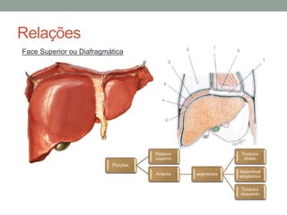 Porções
Póstero-
superior
Anterior segmentos
Torácico
direito
Abdominal
epigástrico
Torácico
esquerdo
Relações
Face Superior ou Diafragmática
 