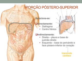 Relaciona-se:
Directamente:
• Diafragma
• Centro frénico
Indirectamente:
• Direita – pleura e base do
pulmão direito
• Esquerda – base do pericárdio e
face póstero-inferior do coração
PORÇÃO PÓSTERO-SUPERIOR
Impressão
cardíaca
 