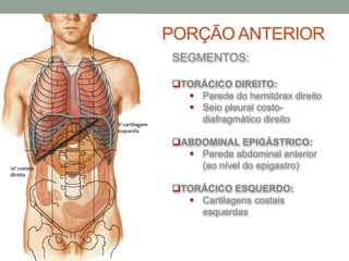 SEGMENTOS:
TORÁCICO DIREITO:
 Parede do hemitórax direito
 Seio pleural costo-
diafragmático direito
ABDOMINAL EPIGÁSTRICO:
 Parede abdominal anterior
(ao nível do epigastro)
TORÁCICO ESQUERDO:
 Cartilagens costais
esquerdas
PORÇÃO ANTERIOR
10ª costela
direita
8ª cartilagem
esquerda
 