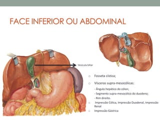 FACE INFERIOR OU ABDOMINAL
Vesícula biliar
o Fosseta cística;
o Vísceras supra-mesocólicas:
- Ângulo hepático do cólon;
- Segmento supra-mesocólico do duodeno;
- Rim direito.
o Impressão Cólica, Impressão Duodenal, Impressão
Renal
o Impressão Gástrica
 
