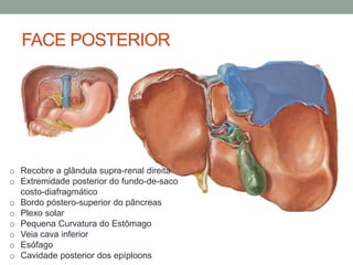 FACE POSTERIOR
o Recobre a glândula supra-renal direita
o Extremidade posterior do fundo-de-saco
costo-diafragmático
o Bordo póstero-superior do pâncreas
o Plexo solar
o Pequena Curvatura do Estômago
o Veia cava inferior
o Esófago
o Cavidade posterior dos epíploons
 