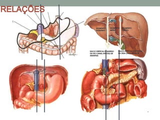SEGMENTO
ESQUERDO
SEGMENTO
MÉDIO
SEGMENTO
DIREITO
SULCO VERTICAL DIREITO OU
DA VEIA CAVA INFERIOR
SULCO VERTICAL ESQUERDO
OU DO CANAL VENOSO DE
ARANTIUS
 