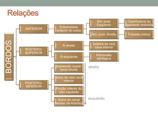 BORDOS
ANTERIOR
Extremidade
anterior do sulco
Ânt.-post.
Esquerdo
Chanfradura do
ligamento redondo
Ânt.-post. Direito Fosseta cística
PÓSTERO-
SUPERIOR
À direita
Goteira da veia
cava inferior
À esquerda
Impressão
esofágica
PÓSTERO-
INFERIOR
Impressão supra-
renal direita
Sulco da veia cava
inferior
Porção inferior do
lobo caudado
Sulco do canal
venoso de Arantius
direita
esquerda
Relações
 