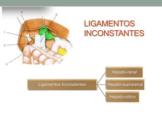 LIGAMENTOS
INCONSTANTES
Ligamentos Inconstantes
Hepato-renal
Hepato-suprarenal
Hepato-cólico
 
