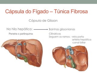 Cápsula do Fígado – Túnica Fibrosa
Cápsula de Glisson
Bainhas glissonianasNo hilo hepático:
Penetra o parênquima Cilíndricas
Seguem os ramos: veia porta
artéria hepática
canal biliar
 