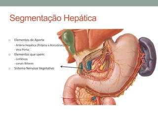 Segmentação Hepática
o Elementos de Aporte
- Artéria Hepática (Própria e Acessórias);
- Veia Porta;
o Elementos que saem:
- Linfáticos
- canais Biliares
o Sistema Nervoso Vegetativo
 