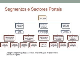 Segmentos e Sectores Portais
Veia Porta
Veia Porta
Direita
Lobo
Direito
Veia do Sector
lateral direito
Veia do
Segmento
VI
Veia do
segmento
VII
Veia do Sector
paramediano
direito
Veia do
segmento
VIII
Veia do
segmento
V
Veia do Lobo
caudado ou
de Spiegel
Lobo caudado
ou de Spiegel
Veia do Sector
Posterior
Veia do
segmento I
Veia Porta
Esquerda
Lobo
esquerdo
Veia do Sector
paramediano
esquerdo
Veia do
segmento
III
Veia do
segmento
IV
Veia do Sector
lateral
esquerdo
Via do
segmento
II
A segmentação hepática baseia-se na distribuição do pedículo no
interior do fígado.
 