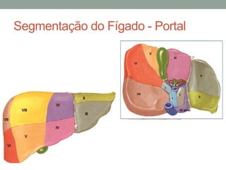 Segmentação do Fígado - Portal
 