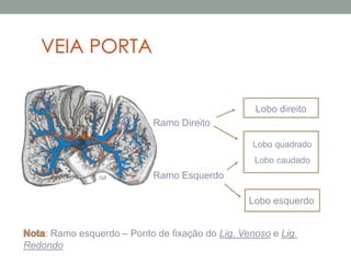 Ramo Direito
Ramo Esquerdo
Lobo quadrado
Lobo caudado
Lobo direito
Lobo esquerdo
: Ramo esquerdo – Ponto de fixação do Lig. Venoso e Lig.
Redondo
VEIA PORTA
 