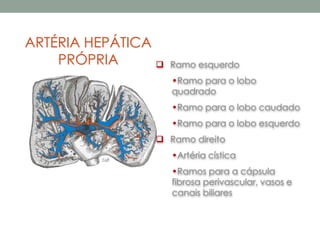 ARTÉRIA HEPÁTICA
PRÓPRIA  Ramo esquerdo
•Ramo para o lobo
quadrado
•Ramo para o lobo caudado
•Ramo para o lobo esquerdo
 Ramo direito
•Artéria cística
•Ramos para a cápsula
fibrosa perivascular, vasos e
canais biliares
 