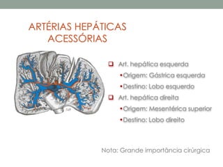 ARTÉRIAS HEPÁTICAS
ACESSÓRIAS
Nota: Grande importância cirúrgica
 Art. hepática esquerda
•Origem: Gástrica esquerda
•Destino: Lobo esquerdo
 Art. hepática direita
•Origem: Mesentérica superior
•Destino: Lobo direito
 
