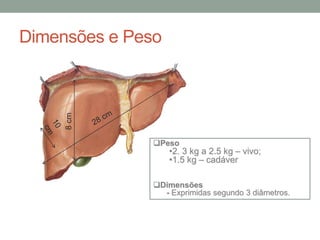 Dimensões e Peso
8cm
Peso
•2. 3 kg a 2.5 kg – vivo;
•1.5 kg – cadáver
Dimensões
- Exprimidas segundo 3 diâmetros.
 